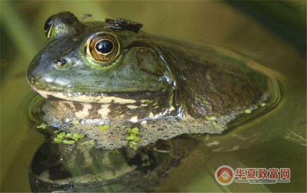 牛蛙养殖加盟